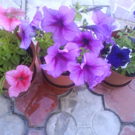 Petunii